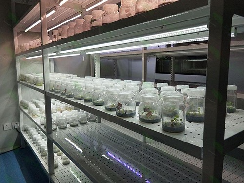 宝坻植物组织培养实验室设计建设方案